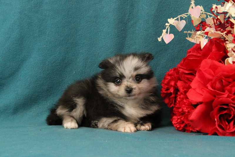 puppy, for, sale, Pomeranian, Matthew B. Stoltzfus, dog, breeder, Gap, PA, dog-breeder, puppy-for-sale, forsale, nearby, find, puppyfind, locator, puppylocator, aca
